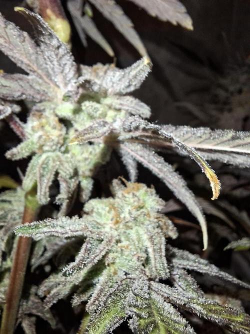 Bruce Banner (Dark Horse). Week 15