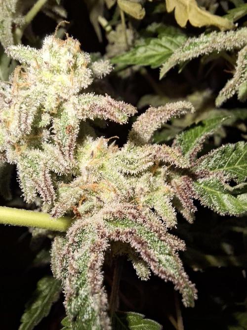 Bruce Banner (Dark Horse). Week 15