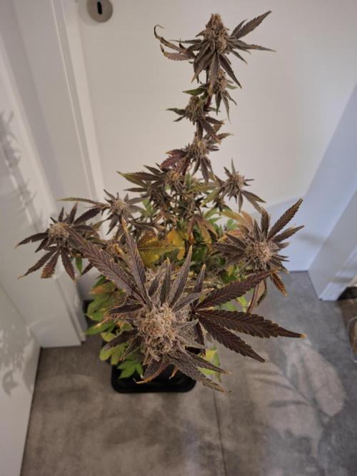 Bruce Banner (Dark Horse). Week 16