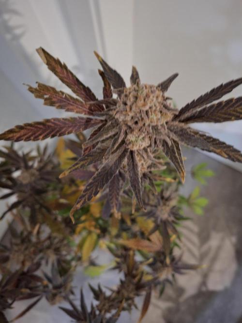 Bruce Banner (Dark Horse). Week 16