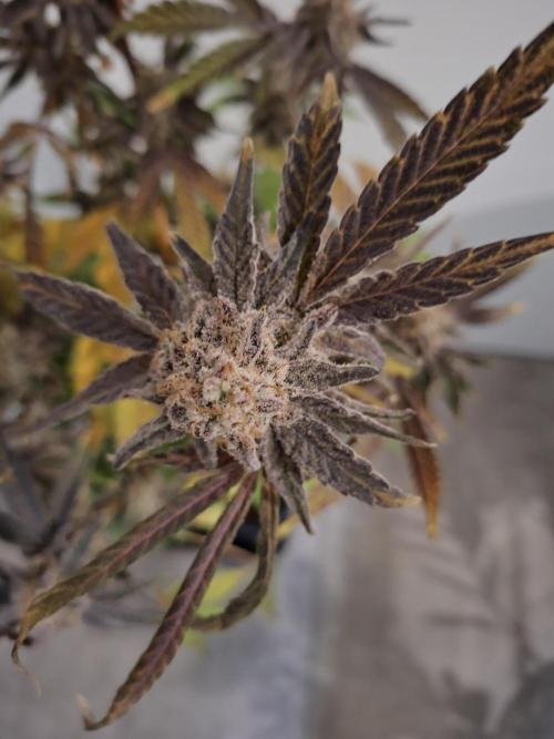 Bruce Banner (Dark Horse). Week 16