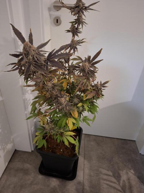 Bruce Banner (Dark Horse). Week 16