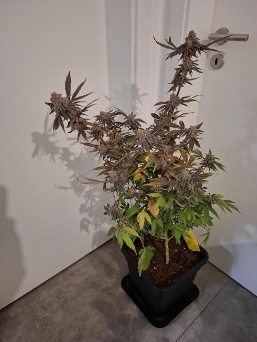 Bruce Banner (Dark Horse). Week 16