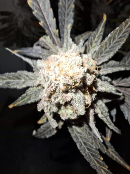 Bruce Banner (Dark Horse). Week 16