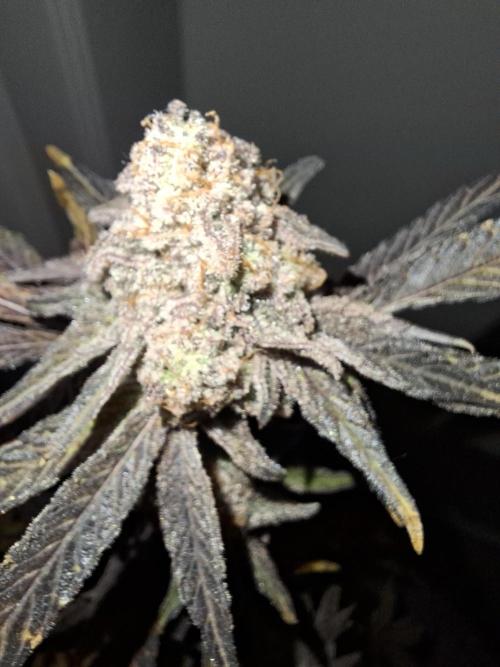 Bruce Banner (Dark Horse). Week 16