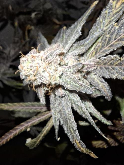 Bruce Banner (Dark Horse). Week 16