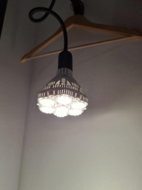 Nigerian Sativa - Love of Landrace. Week 0