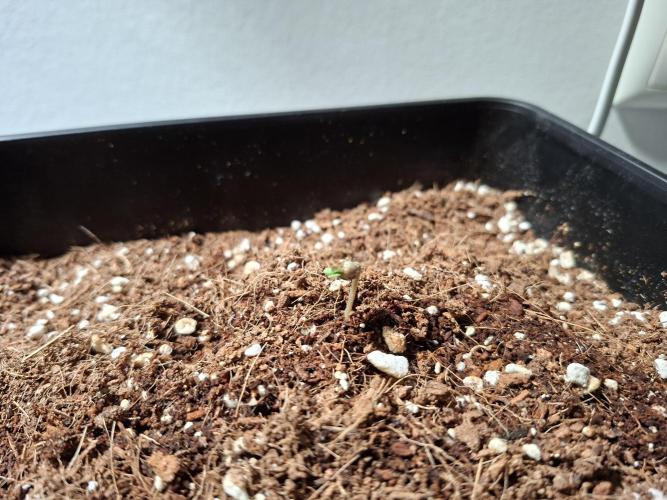 Nigerian Sativa - Love of Landrace. Week 0