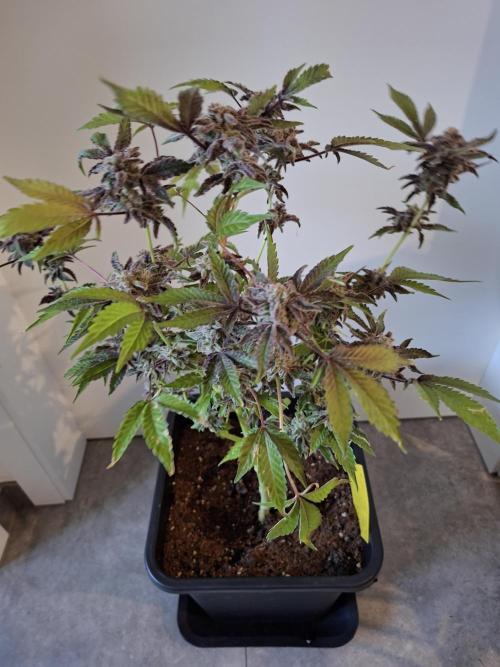 Bruce Banner (Dark Horse). Week 16