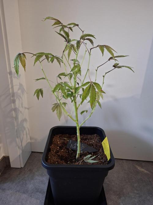 Bruce Banner (Dark Horse). Week 16