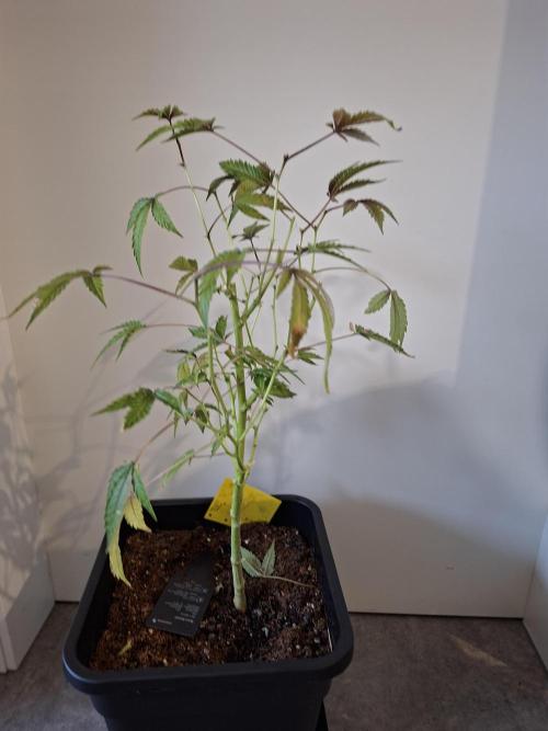 Bruce Banner (Dark Horse). Week 16