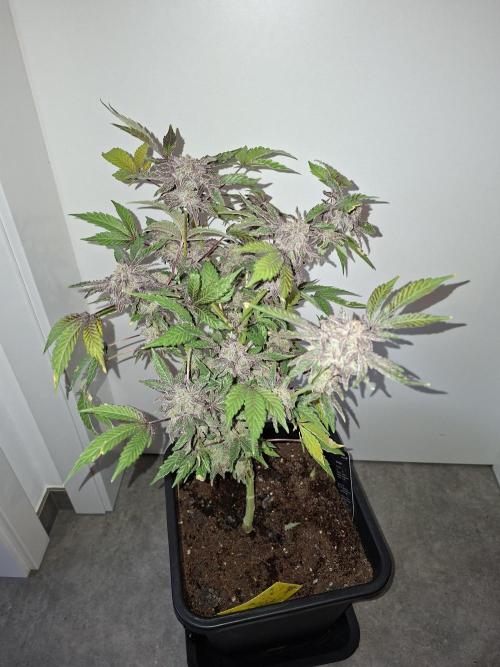 Bruce Banner (Dark Horse). Week 16