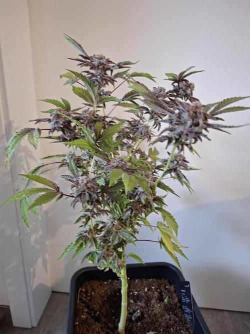 Bruce Banner (Dark Horse). Week 16