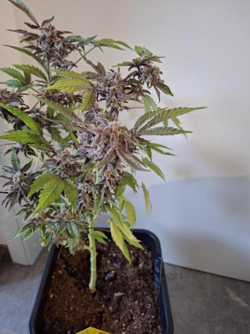 Bruce Banner (Dark Horse). Week 16