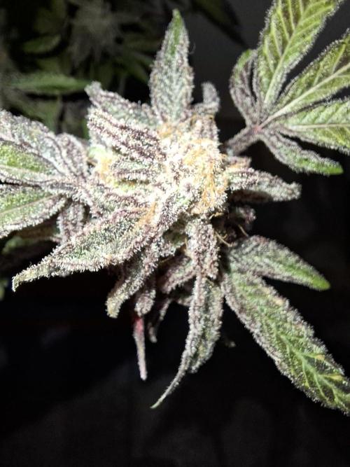 Bruce Banner (Dark Horse). Week 16