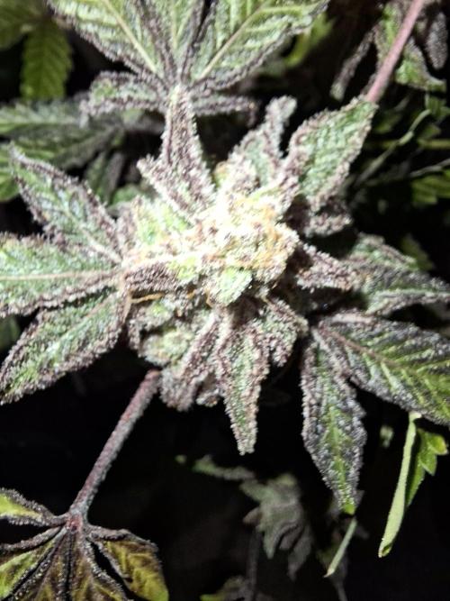 Bruce Banner (Dark Horse). Week 16