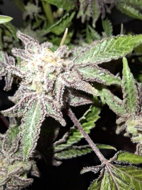 Bruce Banner (Dark Horse). Week 16