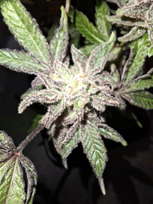 Bruce Banner (Dark Horse). Week 16