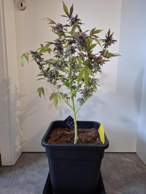 Bruce Banner (Dark Horse). Week 16