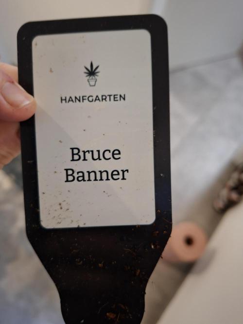 Bruce Banner (Dark Horse). Week 16