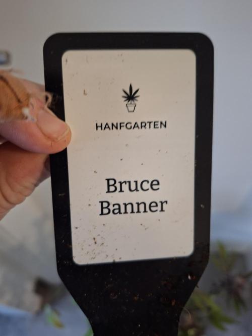 Bruce Banner (Dark Horse). Week 16