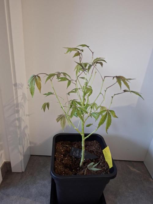 Bruce Banner (Dark Horse). Week 16