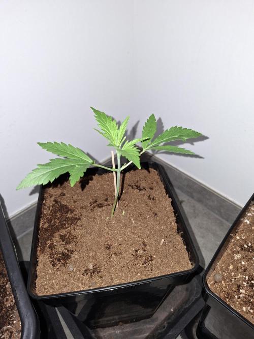 Desfrán - Dutch Passion. Week 3