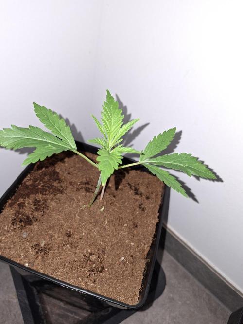 Desfrán - Dutch Passion. Week 3