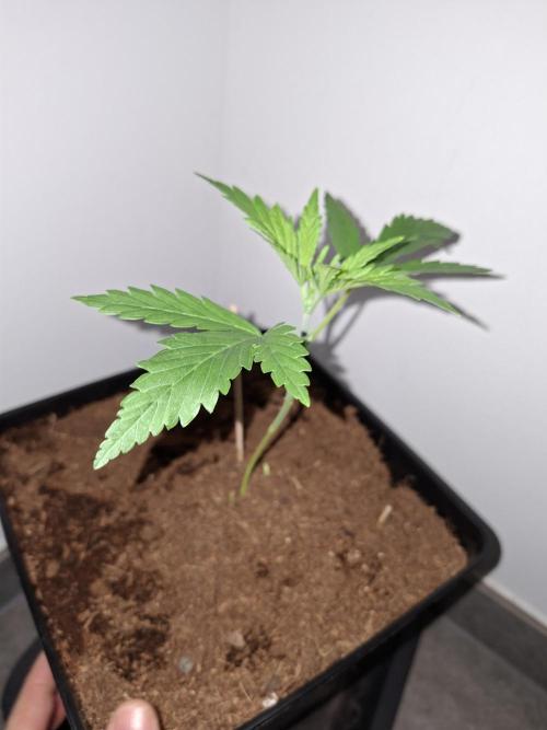 Desfrán - Dutch Passion. Week 3