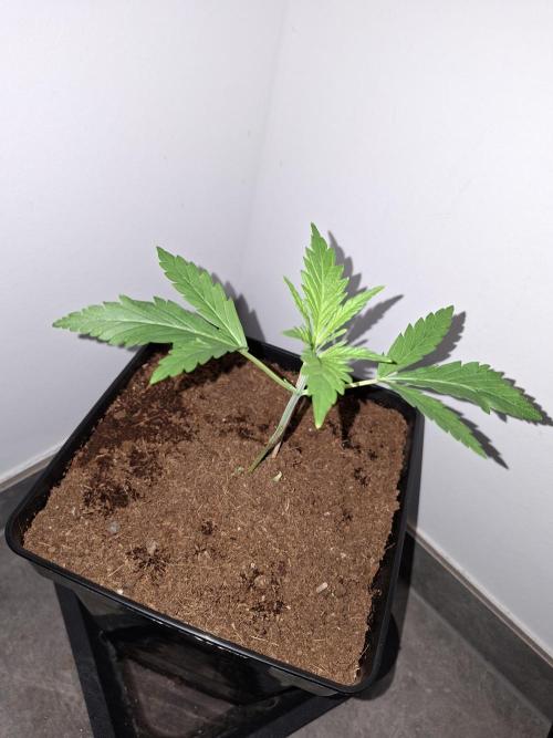 Desfrán - Dutch Passion. Week 3