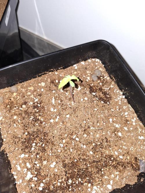 Nigerian Sativa - Love of Landrace. Week 1