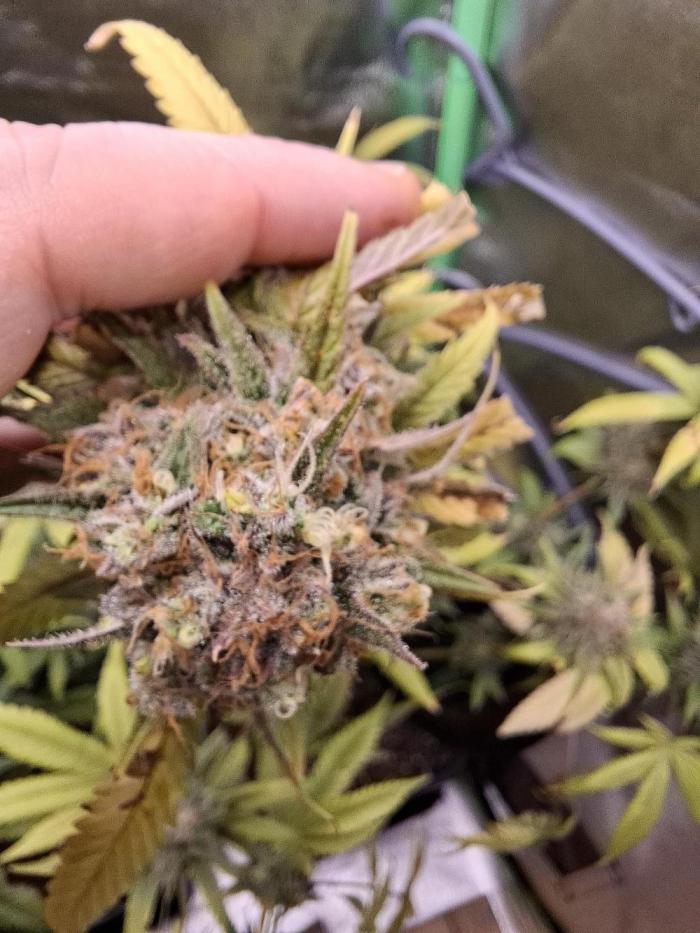 Dutch Passion Master Kush. Week 13