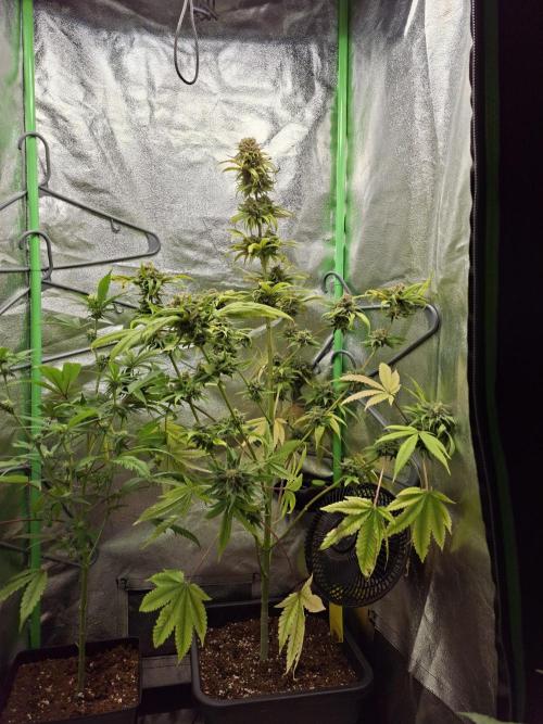 Dutch Passion Master Kush. Week 14