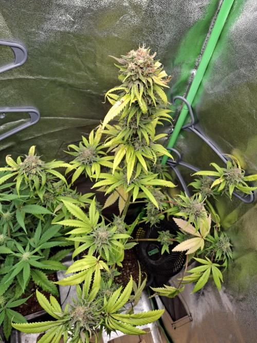 Dutch Passion Master Kush. Week 14