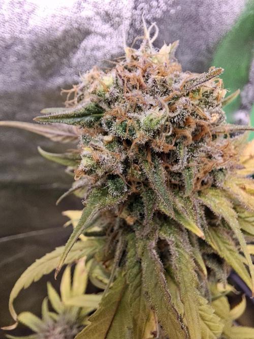 Dutch Passion Master Kush. Week 14