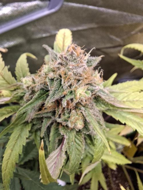 Dutch Passion Master Kush. Week 14