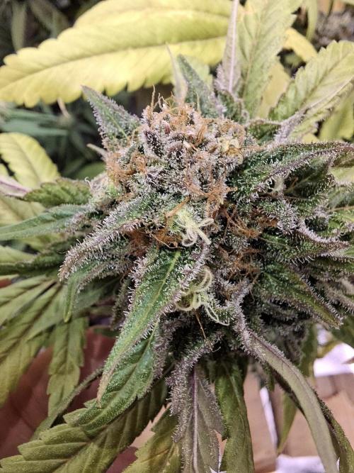 Dutch Passion Master Kush. Week 14