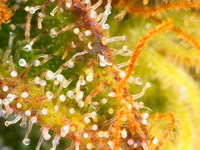 Dutch Passion Master Kush. Week 14