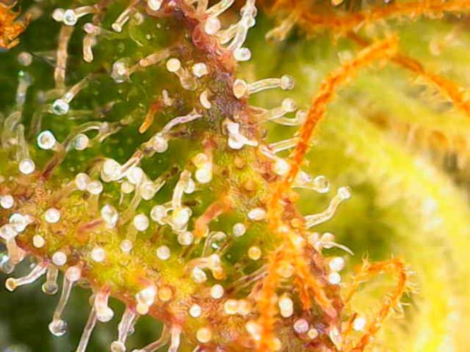 Dutch Passion Master Kush. Week 14