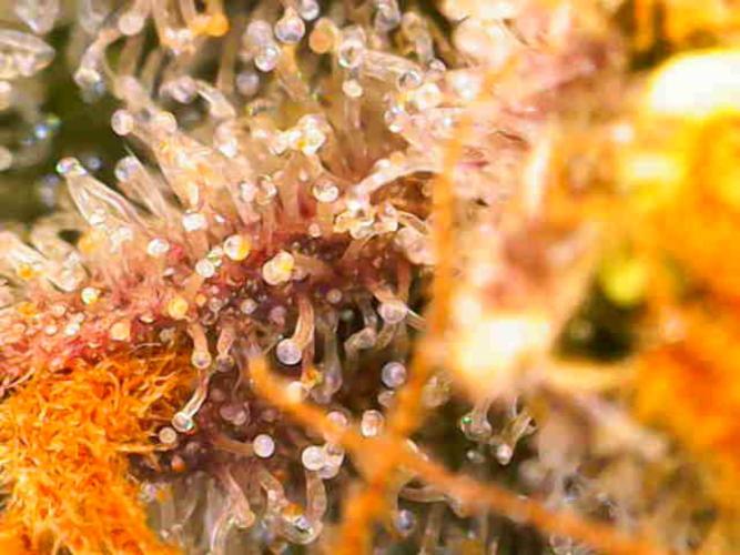 Dutch Passion Master Kush. Week 14