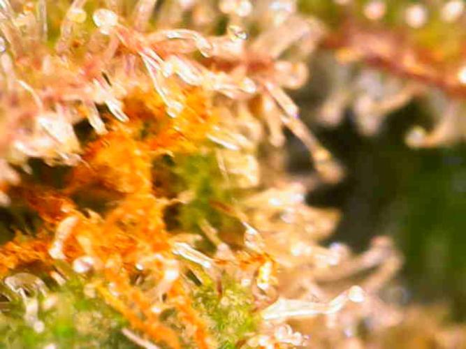 Dutch Passion Master Kush. Week 14