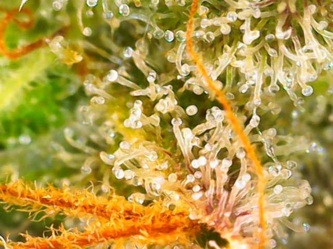 Dutch Passion Master Kush. Week 14