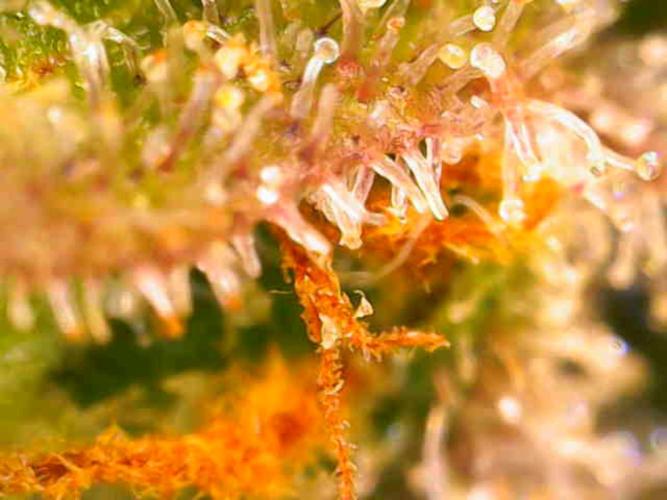 Dutch Passion Master Kush. Week 14