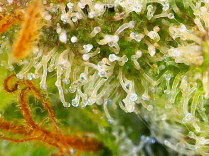 Dutch Passion Master Kush. Week 14