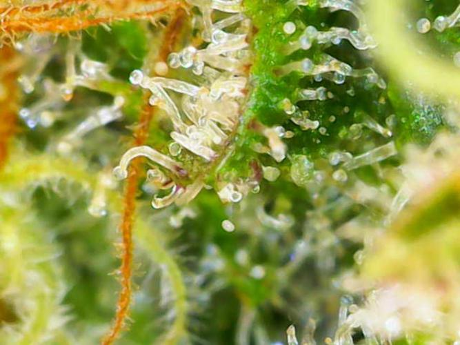 Dutch Passion Master Kush. Week 14