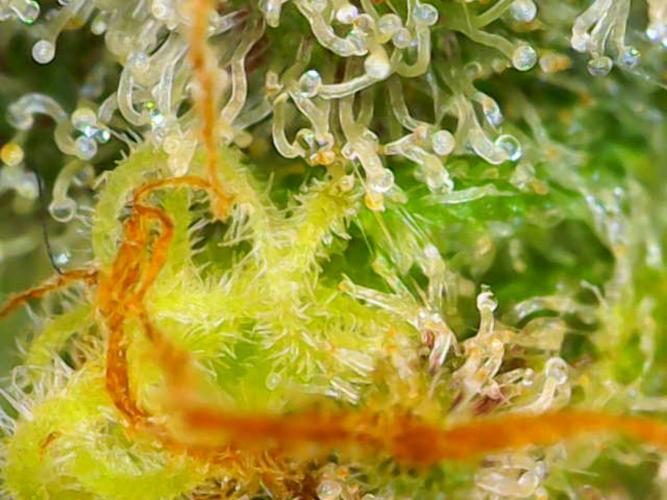 Dutch Passion Master Kush. Week 14