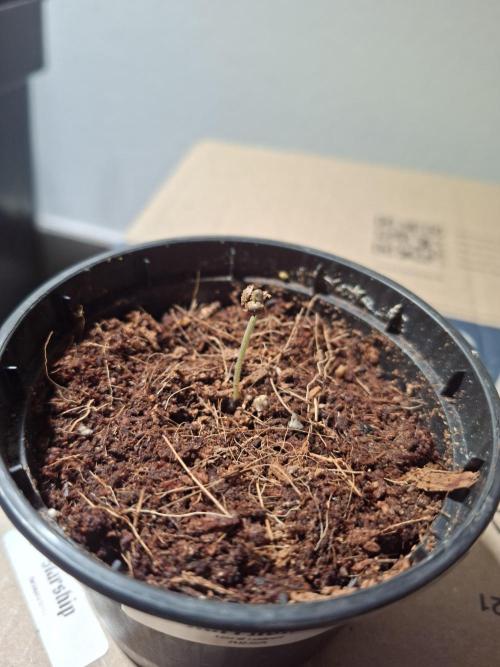 Ituri Noire - Love of Landrace. Week 0