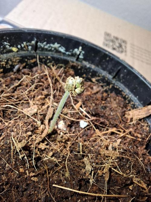 Ituri Noire - Love of Landrace. Week 0