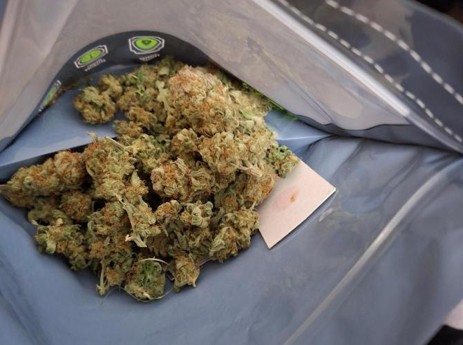 Dutch Passion Master Kush. Week 15