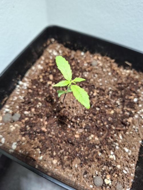 Nigerian Sativa - Love of Landrace. Week 2